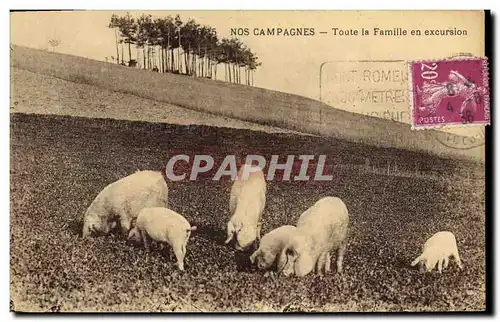 Cartes postales Cochon Porc Toute la famille en excursion