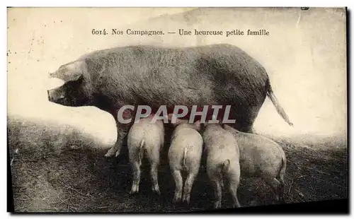 Ansichtskarte AK Cochon Porc Une heureuse petite famille