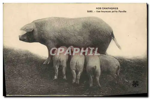 Ansichtskarte AK Cochon Porc Une heureuse petite famille