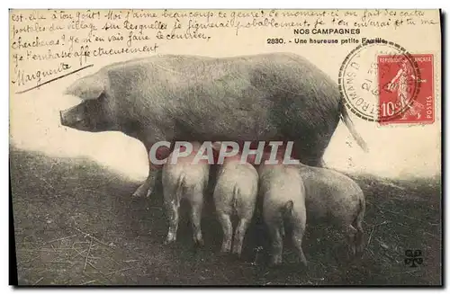 Ansichtskarte AK Cochon Porc Une heureuse petite famille