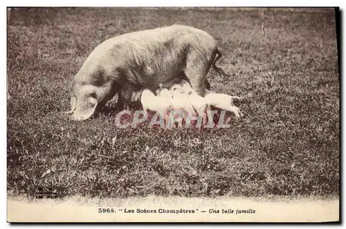 Cartes postales Cochon Porc Une belle famille