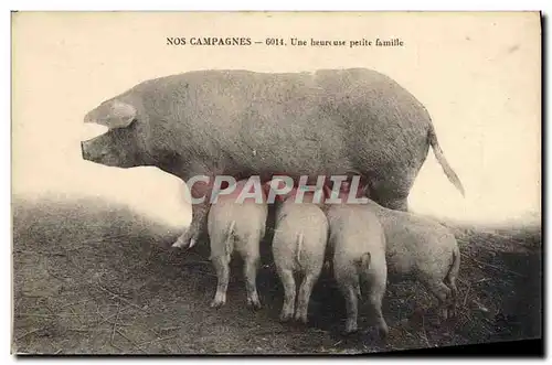 Cartes postales Cochon Porc Une heureuse petite famille