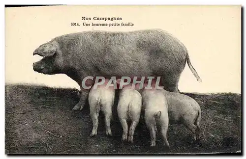 Ansichtskarte AK Cochon Porc Une heureuse petite famille