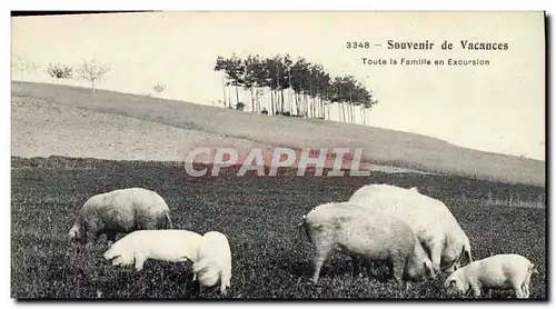 Cartes postales Cochon Porc Toute la famille en excursion