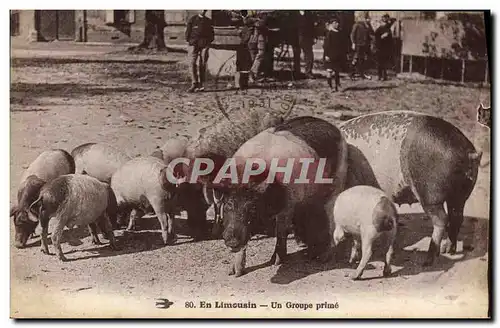 Ansichtskarte AK Cochon Porc En Limousin Un groupe prime