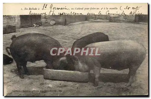 Ansichtskarte AK Cochon Porc En ballade a St Germain