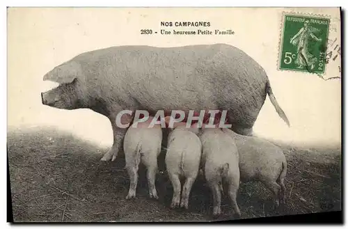 Cartes postales Cochon Porc Une heureuse petite famille