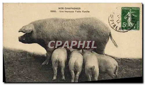 Cartes postales Cochon Porc Une heureuse petite famille