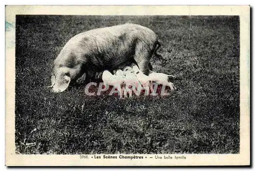 Cartes postales Cochon Porc Une belle famille