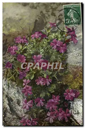 Cartes postales Fantaisie Fleurs Primula integrifolia