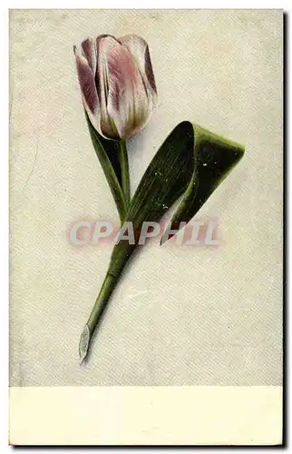 Cartes postales Fantaisie Fleurs