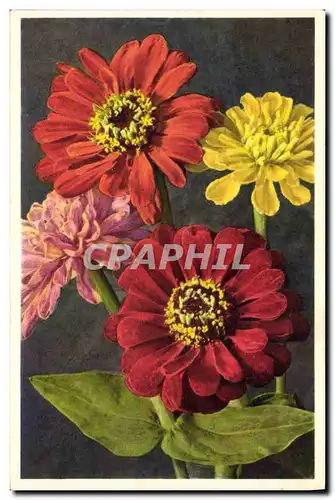 Cartes postales Fantaisie Fleurs Zinnie