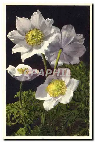 Cartes postales Fantaisie Fleurs Anemone des Alpes