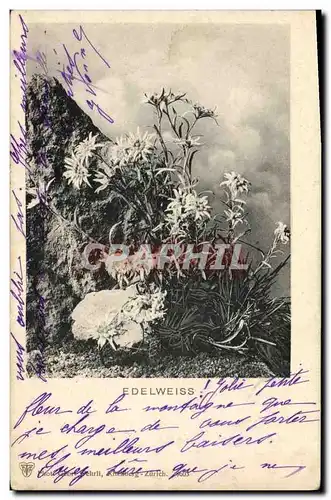 Cartes postales Fantaisie Fleurs Edelweiss