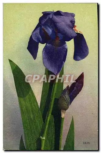 Cartes postales Fantaisie Fleurs Iris