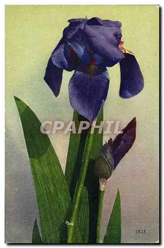 Cartes postales Fantaisie Fleurs Iris