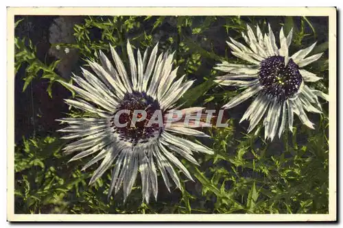 Cartes postales Fantaisie Fleurs Chardon d&#39argent