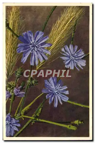 Cartes postales Fantaisie Fleurs Cichorium Intybus