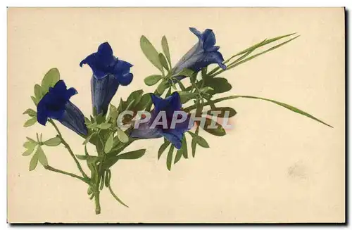 Cartes postales Fantaisie Fleurs