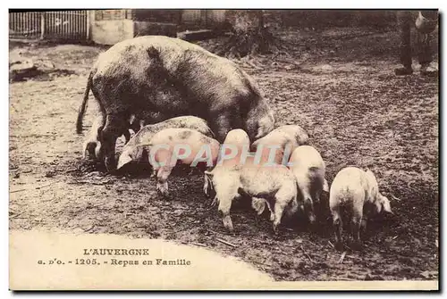 Ansichtskarte AK Cochon Porc Auvergne Repas en famille