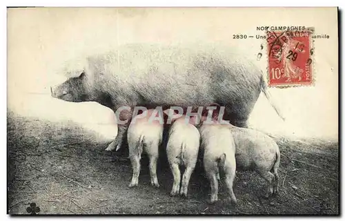 Cartes postales Cochon Porc Nos campagnes