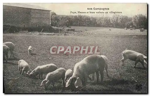 Ansichtskarte AK Cochon Porc Nos campagnes Papa Maman et leurs enfants en villegiature