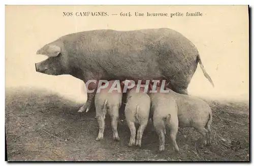 Ansichtskarte AK Cochon Porc Nos campagnes Une heureuse petite famille