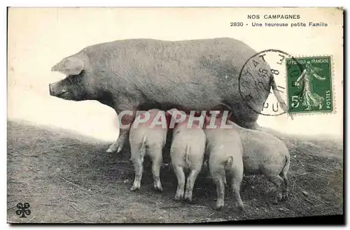 Cartes postales Cochon Porc Nos campagnes Une heureuse petite famille