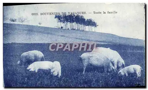Ansichtskarte AK Cochon Porc Toute la famille