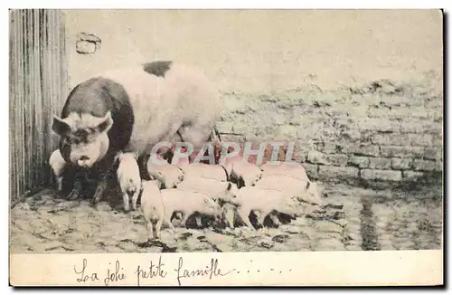 Cartes postales Cochon Porc