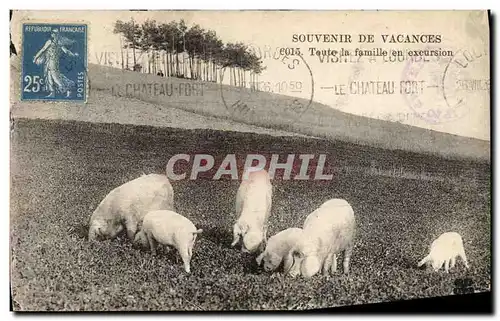 Cartes postales Cochon Porc Toute la famille en excursion