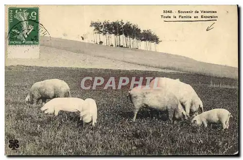 Ansichtskarte AK Cochon Porc Toute la famille en excursion