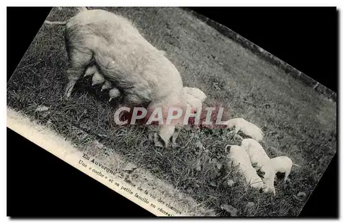 Ansichtskarte AK Cochon Porc En Auvergne Scene de la vie des champs Une coche et sa petite famille en excursion