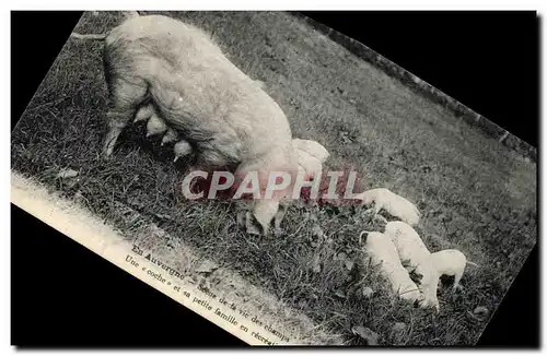 Cartes postales Cochon Porc En Auvergne Scene de la vie des champs Une coche et sa petite famille en excursion