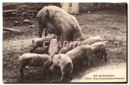 Cartes postales Cochon Porc En Auvergne Une nombreuse famille