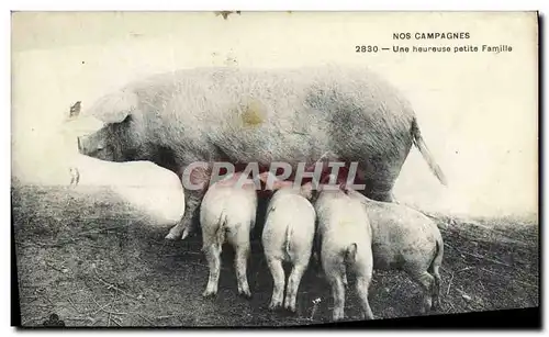 Ansichtskarte AK Cochon Porc Une heureuse petite famille