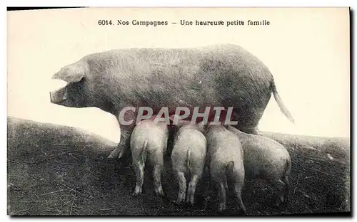 Ansichtskarte AK Cochon Porc Une heureuse petite famille