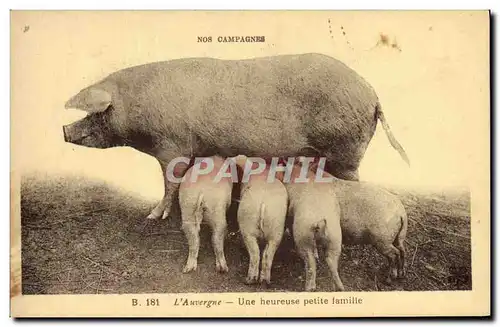 Cartes postales Cochon Porc Auvergne Une heureuse petite famille