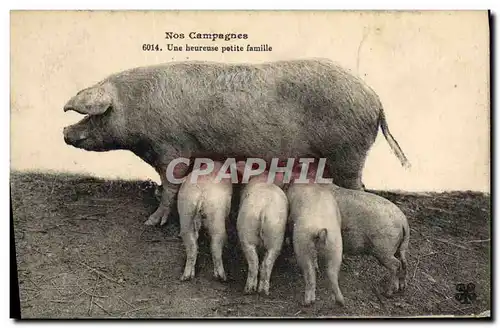 Ansichtskarte AK Cochon Porc Une heureuse petite famille