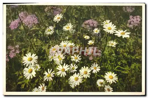 Cartes postales Fantaisie Fleurs Margueriten Daisies