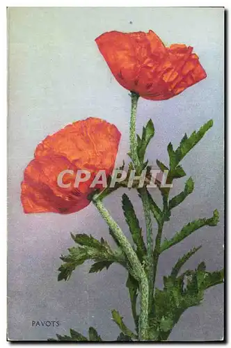 Cartes postales Fantaisie Fleurs Pavots