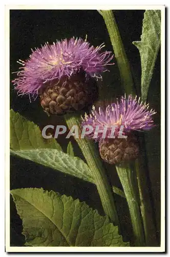 Cartes postales Fantaisie Fleurs Rhapontique