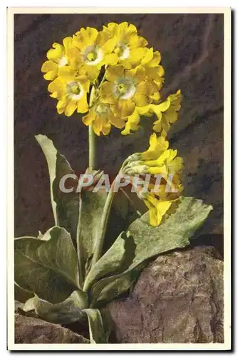 Cartes postales Fantaisie Fleurs Auricule des Alpes