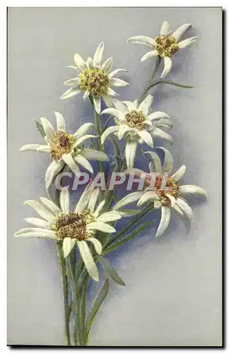 Cartes postales Fantaisie Fleurs