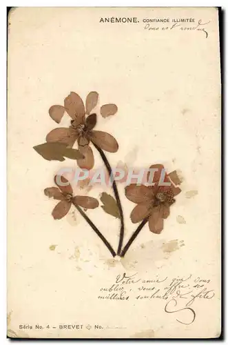 Cartes postales Fleurs sechees Fantaisie Fleurs Anemone