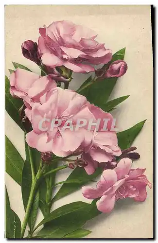 Cartes postales Fantaisie Fleurs