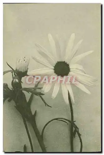 Cartes postales Fantaisie Fleurs