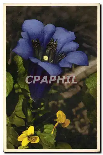 Cartes postales Fantaisie Fleurs Gentiane de Koch