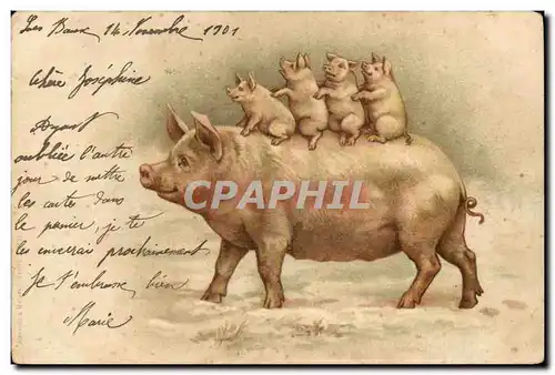 Cartes postales Cochon Porc