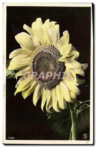 Cartes postales Fantaisie Fleurs